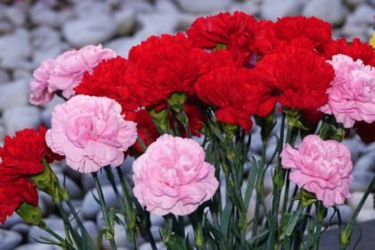 Affordable Same-Day Flower Delivery